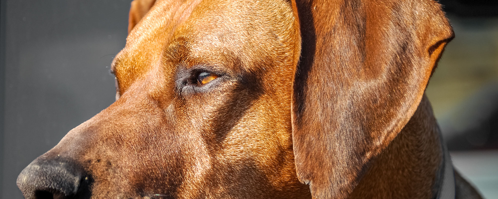 Dog Photography: Rhodesian Ridgeback Portrait