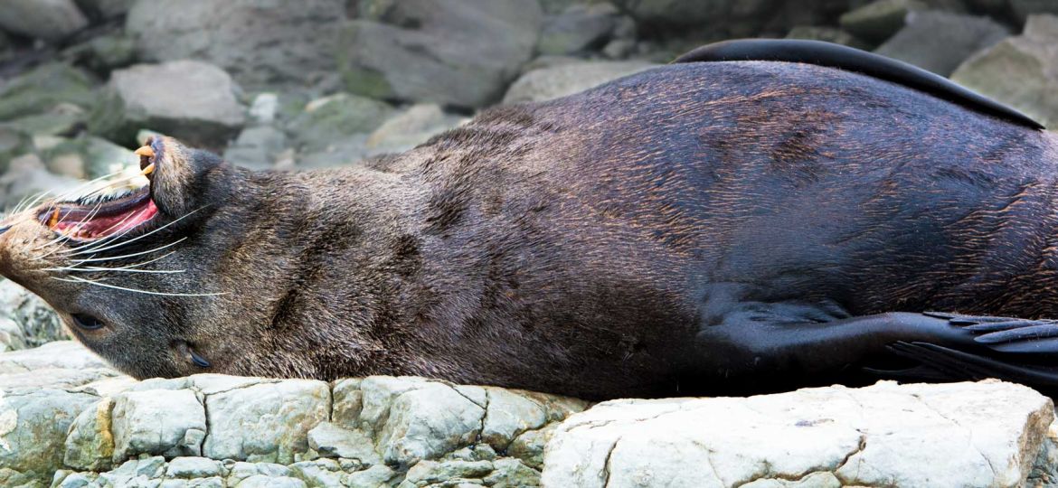 Conservation Photography: A tired and relaxed Sea Lion in natural habitat. Protect our environment!