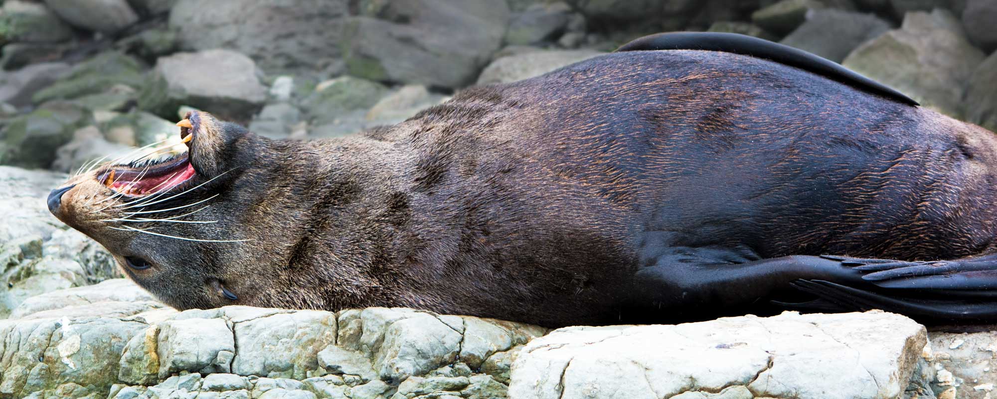 Conservation Photography: A tired and relaxed Sea Lion in natural habitat. Protect our environment!