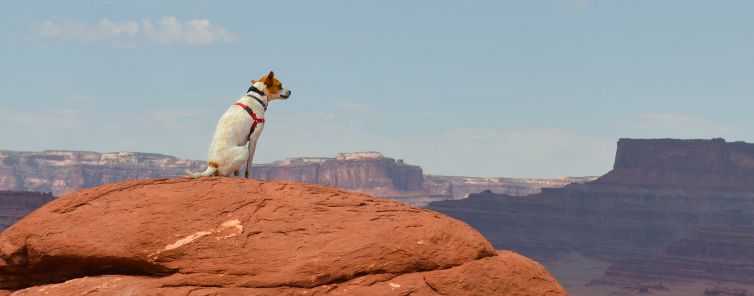 Dog with a view