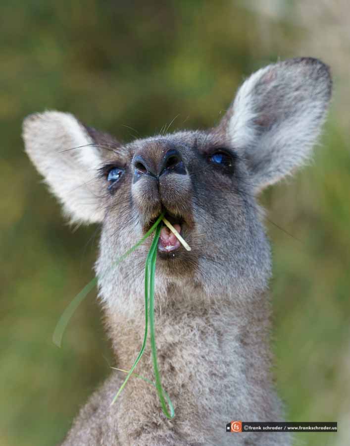 Kangaroo chewing grass