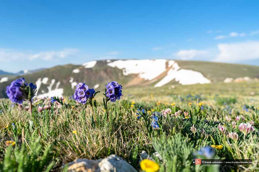 Alpine Tundra Wildflowers in the Rocky Mountains