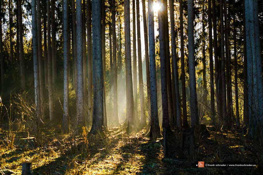 Light Rays Into Forest