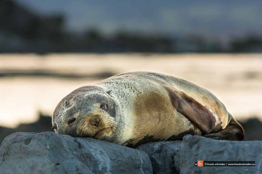 Sea Lion pup resting
