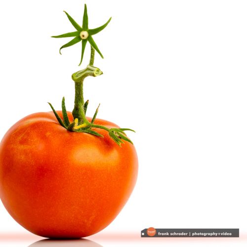 Tomato -- isolated on pure white background