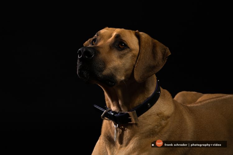 Dog Collar by Buster + Punch, Interior + Liferstyle Products [model Simba :-)]