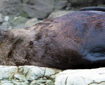 Conservation Photography: A tired and relaxed Sea Lion in natural habitat. Protect our environment!
