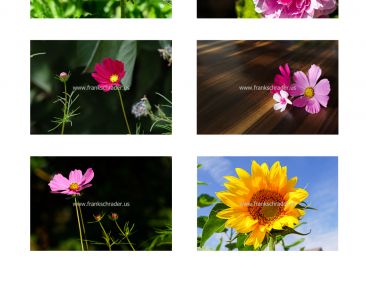 Colorful Flowers for Canvas, Acrylic, Metal, or Paper Print